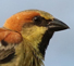 Plain-backed Sparrow