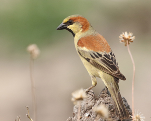 Plain-backed Sparrow