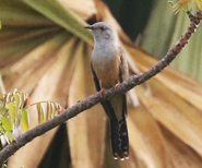 Plaintive Cuckoo