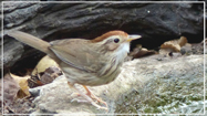 Puff-throated Babbler