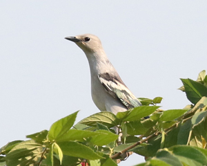 Purple-backed Starling