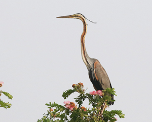 Purple Heron