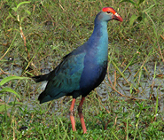 Grey-headed Swamphen