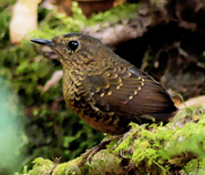 Pygmy Wren Babbler