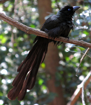 Racket-tailed Treepie