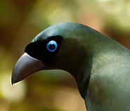 Racket-tailed Treepie