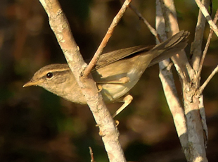 Radde's Warbler