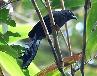 Ratchet-tailed Treepie