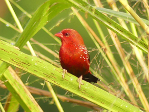 Red Avadavat