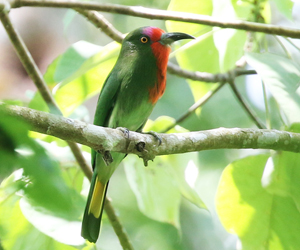 Red-bearded Bee-eater