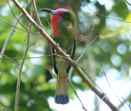 Red-bearded Bee-eater