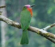 Red-bearded Bee-eater