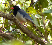 Red-billed Blue Magpie