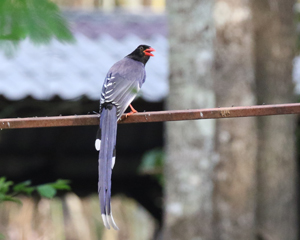 Red-billed Blue Magpie