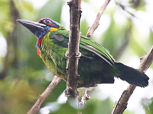 Red-crowned Barbet