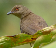 Red-eyed Bulbul