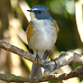 Red-flanked Bluetail