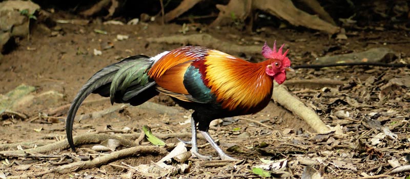 Red Junglefowl