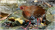 Red-legged Crake