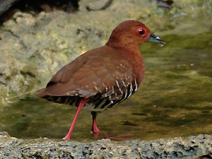 Red-legged Crake