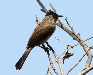 Red-vented Bulbul