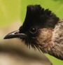 Red-vented Bulbul