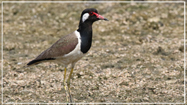 Red-wattled Lapwing