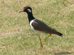 Red-wattled Lapwing