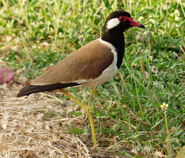 Red-wattled Lapwing