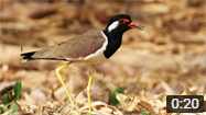 Red-wattled Lapwing