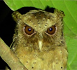 Reddish Scops Owl