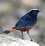 White-capped Water Redstart