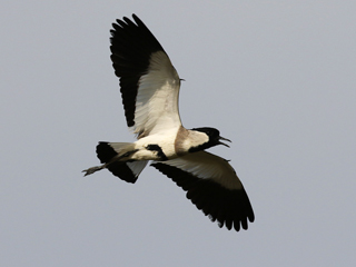 River Lapwing