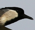 River Lapwing