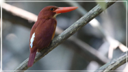 Ruddy Kingfisher