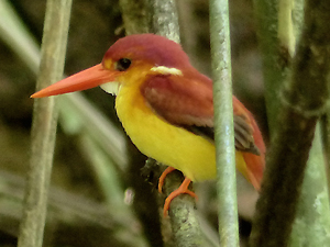 Rufous-backed Kingfisher