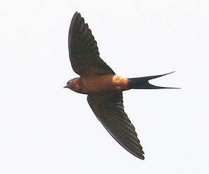 Rufous-bellied Swallow