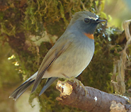 Rufous-gorgetted Flycatcher