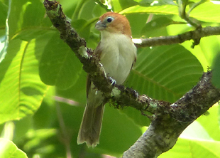 Rufous-headed Parrotbill