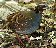 Rufous-throated Partridge