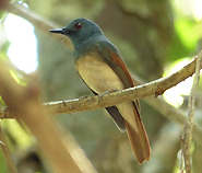 Rufous-winged Philentoma