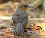 Red-eyed Scimitar Babbler