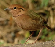 Rusty-naped Pitta