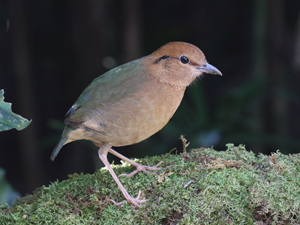 Rusty-naped Pitta