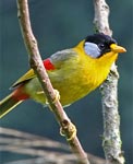 Silver-eared Mesia by Peter Ericsson
