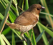 Scaly-breasted Munia