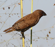 Scaly-breasted Munia