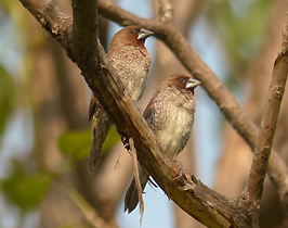 Scaly-breasted Munia