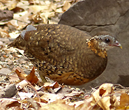 Scaly-breasted Partridge