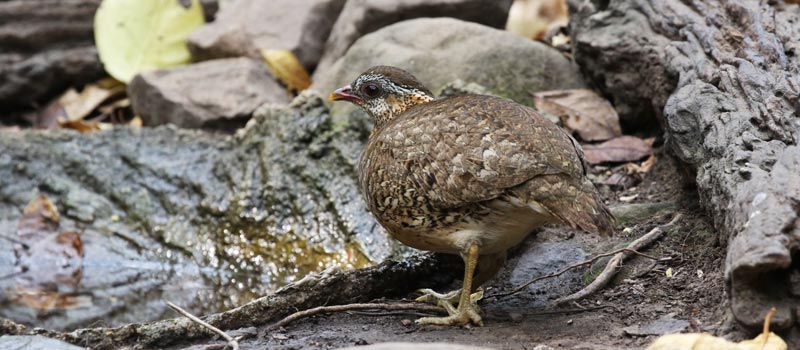 Scaly-breasted Partridge